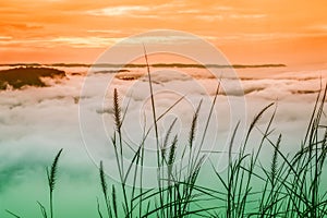 Sunrise on mountain with sea mist and flower grass background
