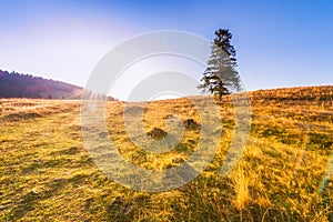 Sunrise in mountains - tree standing alone on the meadow under a blue sky