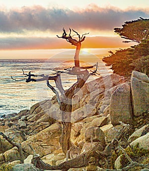 Sunrise near Point Lobos with old dried trees at the stone beach and a cypress