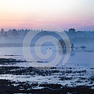 Sunrise near a pond in Mastbos, The Netherlands