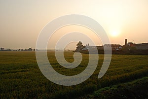 Rice paddy field by sunrise, Novara, Italy photo