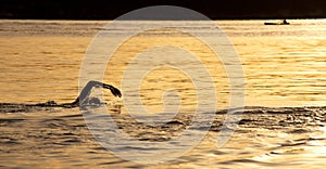 Sunrise ocean swim at Balmoral, Sydney