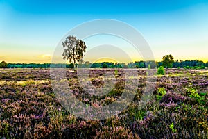 Sunrise ove the Heather Fields with blooming Purple Calluna Heathers on the Ermelose Heide