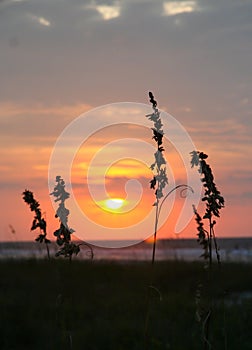 Sunrise and Sea Oats