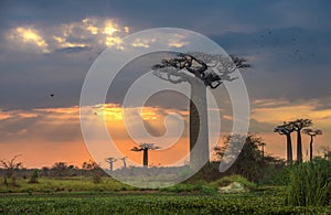 Sunrise over Avenue of the baobabs, Madagascar