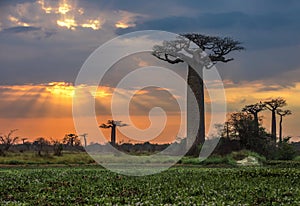 Sunrise over Avenue of the baobabs, Madagascar