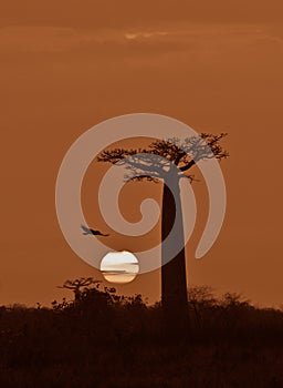 Sunrise over Avenue of the baobabs, Madagascar