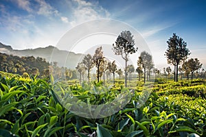 Tea plantation in Sri Lanka