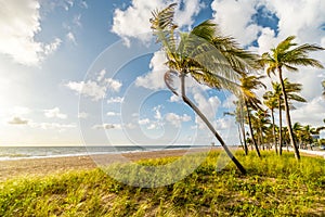 Sunrise over bent palm on Miami beach, Florida, United States of America