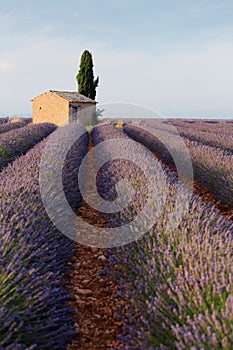 Sunrise over blooming fields of lavender, Valensole, Provence, France