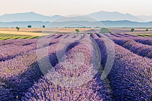 Sunrise over blooming fields of lavender, Valensole, Provence, France