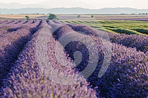 Sunrise over blooming fields of lavender, Valensole, Provence, France