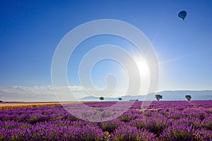 Sunrise over blooming lavender field