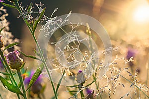 Sunrise over a blossoming meadow