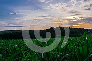 Sunrise over Bulgarian green cornfield