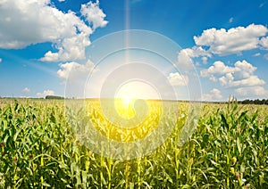 Sunrise over corn field. Agriculture background