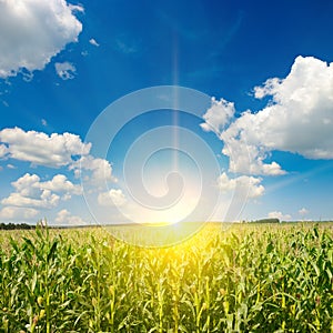 Sunrise over corn field. Agriculture background