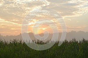 Sunrise over corn field