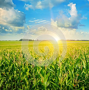 Sunrise over the corn field