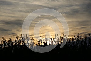 Sunrise over the cornfield