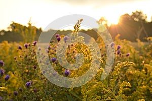 Sunrise over country field and roadside flowers