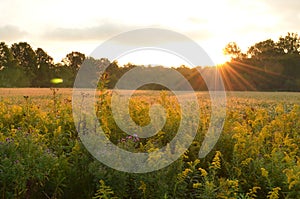 Sunrise over country field and roadside flowers