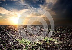 Sunrise over the cultivated field