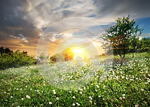 Sunrise over dandelions