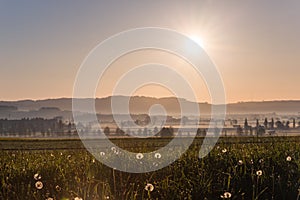 Sunrise over Dandelions and Countryside Fields with Dew Drops in