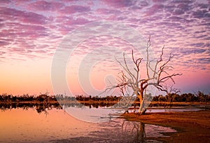 Sunrise over a dead tree on the bank of Lake Pinaroo in Sturt National Park in outback Australia