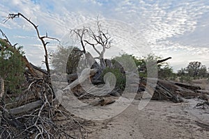 Sunrise over the dry swakop river in Namibia