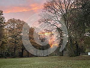 Sunrise over Englands oldest forest