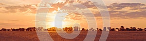 Sunrise over the field of barley and silhouettes of trees in the distance panoramic banner