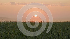 Sunrise over the field, fog creeps along the ground and dissipates, lighting mode, time lapse.