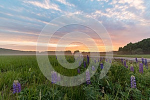 Sunrise over a field of gras and lupines