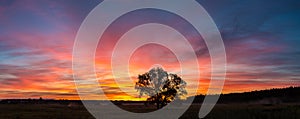 Sunrise over field and tree