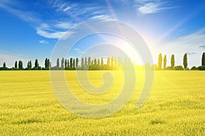 Sunrise over a field of wheat