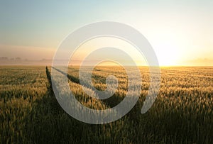 sunrise over a field of wheat against a blue sky in misty spring weather with a dirt road leading to the horizon june poland