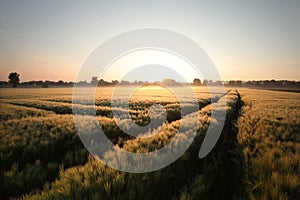 sunrise over a field of wheat against a blue sky in misty spring weather with a dirt road leading to the horizon june poland