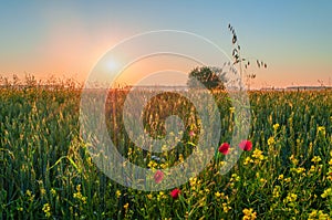 Sunrise over a field of wheat and wildflowers at the edge of the field
