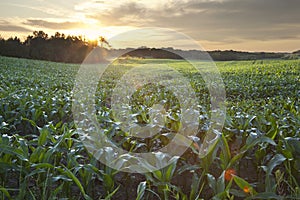 Sunrise over a field of young corn