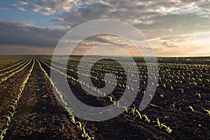 Sunrise over a field of young corn