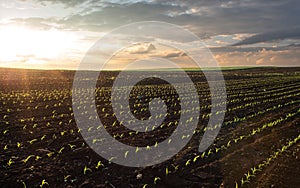 Sunrise over a field of young corn