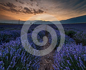 Sunrise over fields of lavender in the bulgaria