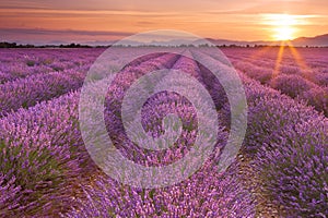 Sunrise over fields of lavender in the Provence, France