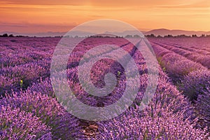 Sunrise over fields of lavender in the Provence, France