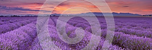 Sunrise over fields of lavender in the Provence, France