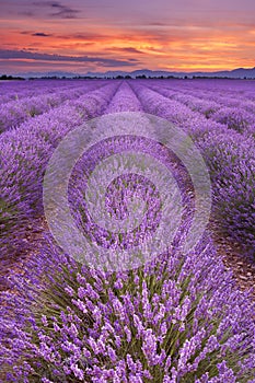 Sunrise over fields of lavender in the Provence, France