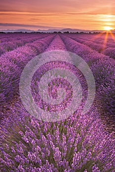 Sunrise over fields of lavender in the Provence, France