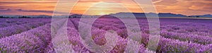 Sunrise over fields of lavender in the Provence, France photo